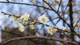 士林官邸 梅花(圖／臺北市政府工務局提供)