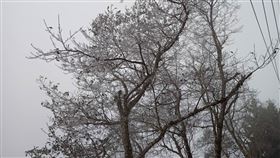 太平山出現霧淞。（圖／記者黃國瑞拍攝）