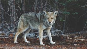 郊狼,coyote（圖／翻攝自Pixabay）