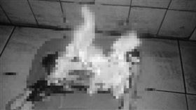 耳機,兔子,動保,火燒(翻攝自 臉書)