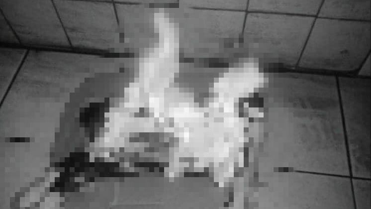 耳機被咬爛！飼主「火燒兔子」洩憤