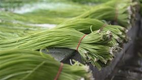 水蓮。(圖/翻攝自農委會網站)