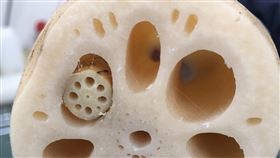 蓮藕洞藏「迷小蓮藕」（圖／翻攝自Twitter@HairSazaesan）