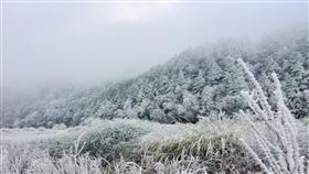 台中和平山區霧淞覆蓋  呈現雪白世界（1）寒流來襲，台中和平山區雖未下雪，樹梢被霧淞覆蓋，呈現雪白世界。（蔡姓民眾提供）中央社記者趙麗妍傳真  109年12月31日