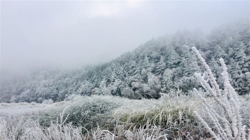 和平山區霧淞覆蓋　雪白美景好浪漫