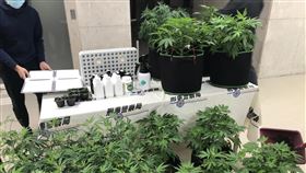 男網路自學栽種18株大麻遭逮  刑事局訊後送辦刑事局31日召開破案記者會，警方表示，35歲黃姓男子透過網路影片、文章自學土耕法栽種方式，並租大樓套房種18株大麻，黑市價約新台幣700萬元，警訊後送辦。圖為警方搜出證物。中央社記者劉建邦攝  109年12月31日