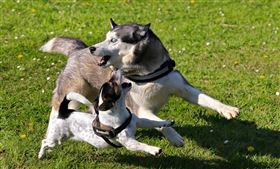 傑克羅素犬　寵物　狗　打架（圖／翻攝自pixabay）