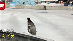 中國江蘇巴布亞企鵝（圖／翻攝自時間視頻）