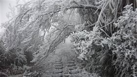 ▲宜蘭太平山降雪。（圖／遊客提供）