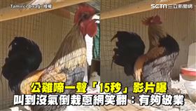 公雞啼一聲「15秒」影片曝　叫到沒氣倒栽蔥網笑翻：有夠敬業
