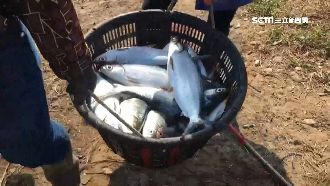 虱目魚凍傷撈捕上岸　漁民賠錢心淌血