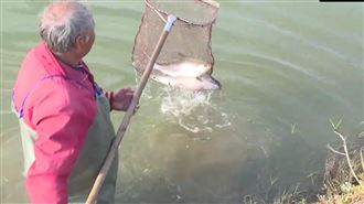 元旦就慘賠！雲林10萬虱目魚慘凍死