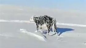 牛牛走到一半「被冰封」！全身慘在原地結凍走不了（圖／翻攝自推特）