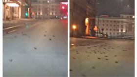 義大利跨年廣場出現百隻鳥屍（圖／翻攝自YouTube）