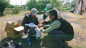 台南鹽水溪驚見黑琵鳥屍　死因待檢驗
正值黑面琵鷺在台南度冬，一名鳥友今（2）日在台南市鹽水溪出海口發現1隻黑面琵鷺屍體及1隻軟腳黑琵。這2隻黑琵都是成鳥，軟腳黑琵已送醫，將檢驗是否感染肉毒桿菌。
https://www.facebook.com/photo/?fbid=3767270576629257&set=a.677735185582827
圖／翻攝自台南市野鳥學會臉書