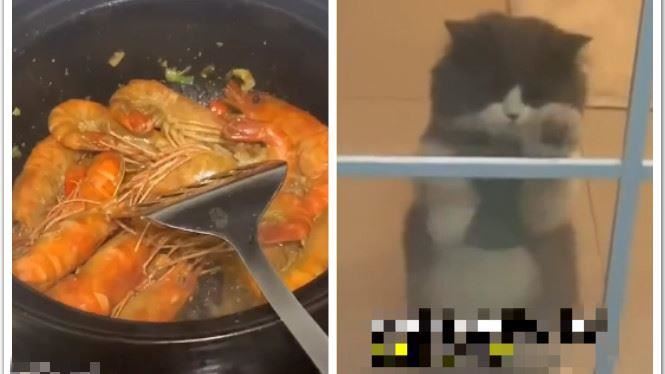 廚房煮蝦　飼主一看門外小貓笑翻了