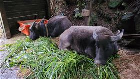 寒流來襲　陽管處召開緊急救援擎天崗水牛會議寒流來襲，陽管處30日召開因應擎天崗野化水牛越冬緊急救援會議，將加強牛棚保溫防風措施。（陽管處提供）中央社記者蘇思云傳真　109年12月30日