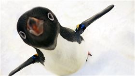 KLOOK獨家販售屏東海生館「我與企鵝的0.1毫米」餵食體驗活動。（圖／KLOOK提供）