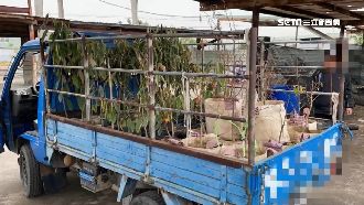 男竊近70株樹苗　失主險賠逾11萬