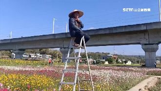 此處禁止踩花　里長吹哨當花海守護者