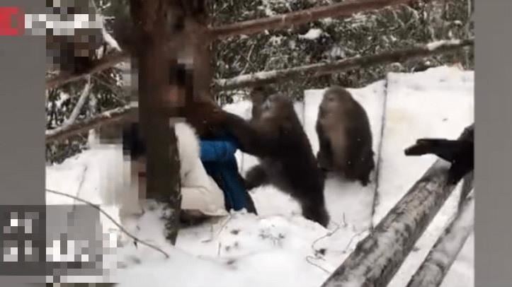 賞雪遇猴子圍攻硬上　她上半身險失守