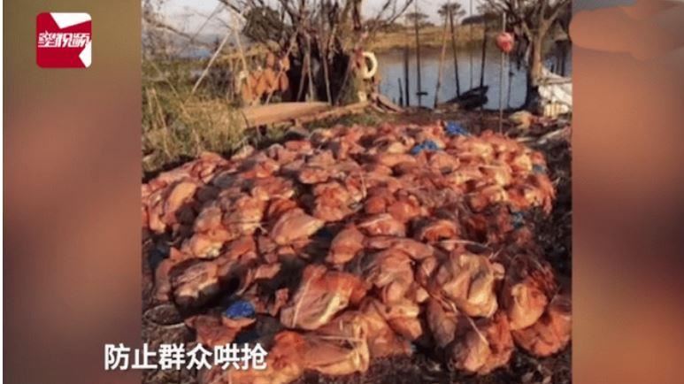 河面浮4噸肉被瘋搶…真相讓眾人沉默