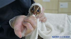 爬樹、跳躍、獵捕沒問題　截肢石虎「大三」過5關成功野放（農委會特生中心提供）