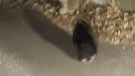 台中谷關小黑熊疑似後腳受傷斷裂，一跛一跛，被發現在台電巷附近，拖著後腳跑了300公尺在檳榔園消失。(圖／谷關居民劉先生提供)