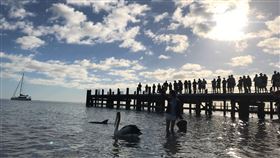 澳洲秘境／美到像仙境的海豚天堂