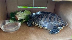 烏龜,豪宅,砸落,林口,翻攝臉書林口大家庭