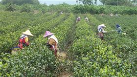 花蓮蜜香紅茶馳名  亮點茶莊有特色花蓮蜜香紅茶近年深受消費者喜愛，東部因擁有純淨的自然環境，加上茶農獨特的製茶技術，孕育出東部特色茶品。圖為花蓮瑞穗茶區採茶情形。中央社記者李先鳳攝  110年1月4日