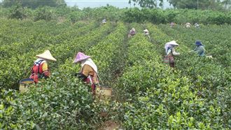 花蓮蜜香紅茶馳名　亮點茶莊有特色