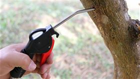 台灣柑橘受到斑星天牛危害，造成柑橘損失每年高達新台幣1億4000萬元，台東區農業改良場經5年研發，找到「高壓空氣灌注法」的物理防治法。（台東區農業改良場提供）中央社記者盧太城台東傳真 110年1月4日