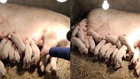 母豬生18隻寶寶！男主人「陪產3天3夜」：擔心出意外▲。（圖／翻攝自網易新聞）