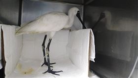 台南疑肉毒桿菌中毒黑面琵鷺恢復良好賞鳥人士2日在鹽水溪口北岸的魚塭發現一隻軟腳無法站立的黑面琵鷺，症狀疑似肉毒桿菌中毒，獲救後經施打抗肉毒桿菌毒素血清治療已可站立。中央社記者楊思瑞攝　110年1月4日