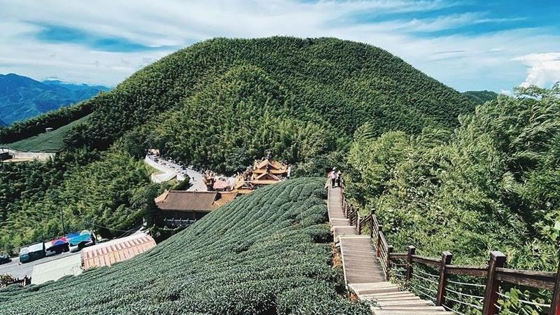 嘉義也有抹茶山！快來朝聖吧