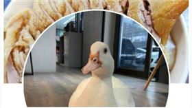 辱罵外送員的台中鴨肉店，疑似成立新粉專，卻盜用正妹的寵物鴨圖片，遭網友洗版痛批，寵物鴨失主也來留言痛罵什麼意思。（圖／翻攝自台中鴨肉店新粉專）