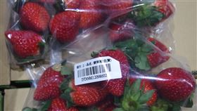 食藥署今公布最新邊境查驗不合格名單，有2件來自日本的鮮草莓驗出不得檢出的農藥及鎘超標，必須退運或銷毀。（圖／食藥署提供）