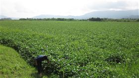 鼓勵農地農耕  種大豆玉米即日起受理申報補助鼓勵農地農耕、適地適種，農委會輔導契作非基因改造大豆、毛豆等作物，即日起開始受理申報補助，並依作物品項給予每公頃新台幣3萬至6萬元獎勵金。圖為大豆。（農糧署提供）中央社記者盧太城台東傳真  110年1月5日
