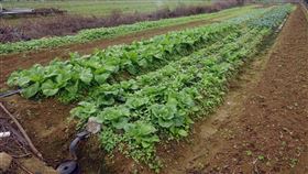 桃園灌區第3分區一期作可供灌水利署長賴建信5日宣布，近期石門水庫蓄水量略為回升，桃園灌區第3分區，包含桃園楊梅、新屋及新竹湖口、新豐等部分地區，共約7174公頃一期作可以供灌耕作，但第1、2分區則停灌。圖為桃園一處目前栽植經濟蔬菜的農地。中央社記者施宗暉攝  110年1月5日