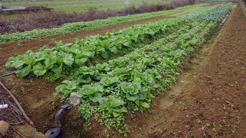 水庫存量不足　桃園灌區1、2區停灌