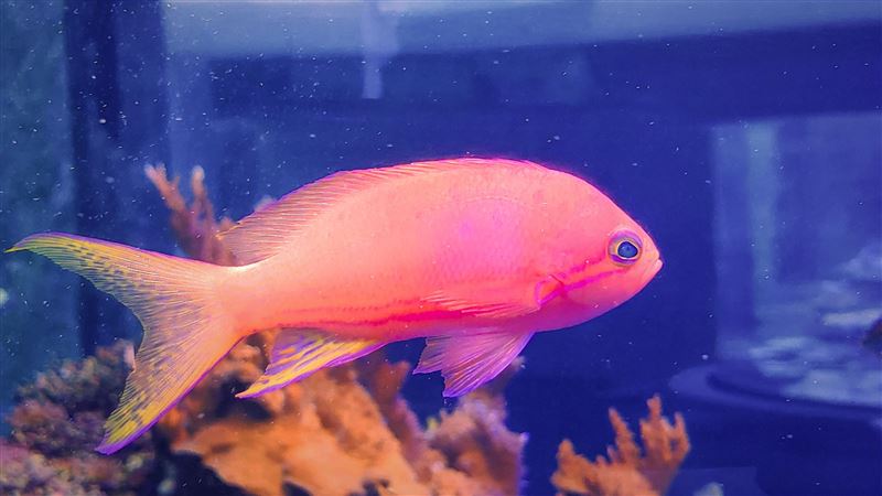 海生館側帶擬花鮨粉紅體色藏玄機