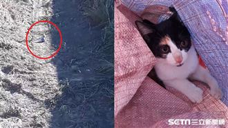橋下有塑膠袋在蠕動　眾人見虐貓氣炸