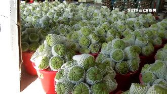 中國檢疫貨櫃大卡關　鳳梨釋迦快崩盤