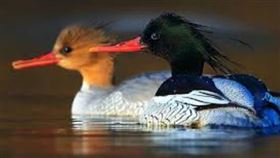 ▲中華秋沙鴨。（圖／翻攝自百度百科）