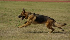 德國牧羊犬（圖／翻攝自Pixabay）