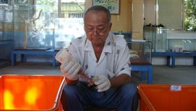 蛇王。（圖／翻攝自世界蛇王教育農場）