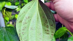 寒流接續報到  荖葉凍傷雪上加霜荖葉是台東最重要的經濟作物之一，上波寒流侵襲，台東荖葉5成受害，導致價錢飆漲一倍；下一波寒流7日即將報到，荖葉農憂雪上加霜。中央社記者盧太城台東攝  110年1月6日