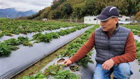 大湖東興村草莓枯死  莓農質疑人工增雨釀禍時值草莓產季，苗栗縣馬拉邦山莓農近來發現草莓大片枯萎或無法結果，損失慘重，懷疑與日前人工增雨有關，盼相關單位協助釐清。中央社記者管瑞平攝  110年1月6日
