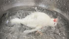 白文鳥閉眼仰躺「煮沸熱水」被瘋傳！　飼主急貼真相笑翻12萬人（圖／翻攝自@mochimaru_1209推特）
